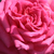 Ružová - Čajohybrid - Isabel de Ortiz®